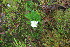  ( - EDNA23-0064604)  @11 [ ] CreativeCommons  Attribution Non-Commercial Share-Alike (2023) Markus Ruhsam Royal botanic Garden Edinburgh