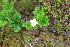  ( - EDNA23-0064604)  @11 [ ] CreativeCommons  Attribution Non-Commercial Share-Alike (2023) Markus Ruhsam Royal botanic Garden Edinburgh