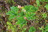  ( - EDNA23-0064604)  @11 [ ] CreativeCommons  Attribution Non-Commercial Share-Alike (2023) Markus Ruhsam Royal botanic Garden Edinburgh
