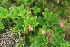  ( - EDNA23-0064604)  @11 [ ] CreativeCommons  Attribution Non-Commercial Share-Alike (2023) Markus Ruhsam Royal botanic Garden Edinburgh