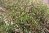  ( - EDNA23-0064632)  @11 [ ] CreativeCommons  Attribution Non-Commercial Share-Alike (2023) Markus Ruhsam Royal botanic Garden Edinburgh