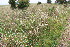  (Galium album - EDNA23-0064632)  @11 [ ] CreativeCommons  Attribution Non-Commercial Share-Alike (2023) Markus Ruhsam Royal botanic Garden Edinburgh