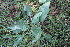 (Cynoglossum officinale - EDNA23-0064633)  @11 [ ] CreativeCommons  Attribution Non-Commercial Share-Alike (2023) Markus Ruhsam Royal botanic Garden Edinburgh
