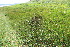  (Blysmus - EDNA23-0064634)  @11 [ ] CreativeCommons  Attribution Non-Commercial Share-Alike (2023) Markus Ruhsam Royal botanic Garden Edinburgh