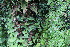  ( - EDNA23-0064653)  @11 [ ] CreativeCommons  Attribution Non-Commercial Share-Alike (2023) Markus Ruhsam Royal botanic Garden Edinburgh