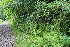  ( - EDNA23-0064653)  @11 [ ] CreativeCommons  Attribution Non-Commercial Share-Alike (2023) Markus Ruhsam Royal botanic Garden Edinburgh