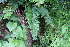  ( - EDNA23-0064653)  @11 [ ] CreativeCommons  Attribution Non-Commercial Share-Alike (2023) Markus Ruhsam Royal botanic Garden Edinburgh