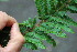  ( - EDNA23-0064653)  @11 [ ] CreativeCommons  Attribution Non-Commercial Share-Alike (2023) Markus Ruhsam Royal botanic Garden Edinburgh