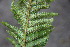  ( - EDNA23-0064653)  @11 [ ] CreativeCommons  Attribution Non-Commercial Share-Alike (2023) Markus Ruhsam Royal botanic Garden Edinburgh