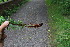  ( - EDNA23-0064653)  @11 [ ] CreativeCommons  Attribution Non-Commercial Share-Alike (2023) Markus Ruhsam Royal botanic Garden Edinburgh
