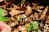  ( - EDNA23-0064642)  @11 [ ] CreativeCommons  Attribution Non-Commercial Share-Alike (2023) Markus Ruhsam Royal botanic Garden Edinburgh