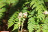  ( - EDNA23-0064642)  @11 [ ] CreativeCommons  Attribution Non-Commercial Share-Alike (2023) Markus Ruhsam Royal botanic Garden Edinburgh