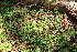  ( - EDNA23-0064642)  @11 [ ] CreativeCommons  Attribution Non-Commercial Share-Alike (2023) Markus Ruhsam Royal botanic Garden Edinburgh