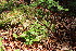  ( - EDNA23-0064642)  @11 [ ] CreativeCommons  Attribution Non-Commercial Share-Alike (2023) Markus Ruhsam Royal botanic Garden Edinburgh