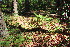  ( - EDNA23-0064642)  @11 [ ] CreativeCommons  Attribution Non-Commercial Share-Alike (2023) Markus Ruhsam Royal botanic Garden Edinburgh