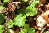  ( - EDNA23-0064642)  @11 [ ] CreativeCommons  Attribution Non-Commercial Share-Alike (2023) Markus Ruhsam Royal botanic Garden Edinburgh