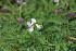 ( - EDNA23-0064646)  @11 [ ] CreativeCommons  Attribution Non-Commercial Share-Alike (2023) Markus Ruhsam Royal botanic Garden Edinburgh