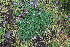  ( - EDNA23-0064646)  @11 [ ] CreativeCommons  Attribution Non-Commercial Share-Alike (2023) Markus Ruhsam Royal botanic Garden Edinburgh