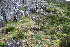  ( - EDNA23-0064646)  @11 [ ] CreativeCommons  Attribution Non-Commercial Share-Alike (2023) Markus Ruhsam Royal botanic Garden Edinburgh
