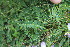  ( - EDNA23-0064646)  @11 [ ] CreativeCommons  Attribution Non-Commercial Share-Alike (2023) Markus Ruhsam Royal botanic Garden Edinburgh