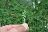  ( - EDNA23-0064646)  @11 [ ] CreativeCommons  Attribution Non-Commercial Share-Alike (2023) Markus Ruhsam Royal botanic Garden Edinburgh