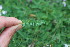  ( - EDNA23-0064646)  @11 [ ] CreativeCommons  Attribution Non-Commercial Share-Alike (2023) Markus Ruhsam Royal botanic Garden Edinburgh