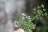  ( - EDNA23-0064951)  @11 [ ] NonCommercial ShareAlike (2023) Markus Ruhsam Royal Botanic Garden Edinburgh