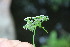  ( - EDNA23-0064951)  @11 [ ] NonCommercial ShareAlike (2023) Markus Ruhsam Royal Botanic Garden Edinburgh