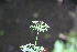 ( - EDNA23-0064951)  @11 [ ] NonCommercial ShareAlike (2023) Markus Ruhsam Royal Botanic Garden Edinburgh