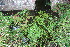 ( - EDNA23-0064951)  @11 [ ] NonCommercial ShareAlike (2023) Markus Ruhsam Royal Botanic Garden Edinburgh