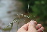  ( - EDNA23-0064957)  @11 [ ] NonCommercial ShareAlike (2023) Markus Ruhsam Royal Botanic Garden Edinburgh