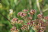  ( - EDNA23-0064958)  @11 [ ] NonCommercial ShareAlike (2023) Markus Ruhsam Royal Botanic Garden Edinburgh