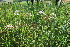  ( - EDNA23-0064958)  @11 [ ] NonCommercial ShareAlike (2023) Markus Ruhsam Royal Botanic Garden Edinburgh