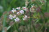  ( - EDNA23-0064958)  @11 [ ] NonCommercial ShareAlike (2023) Markus Ruhsam Royal Botanic Garden Edinburgh