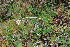  ( - EDNA23-0064959)  @11 [ ] NonCommercial ShareAlike (2023) Markus Ruhsam Royal Botanic Garden Edinburgh