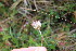  ( - EDNA23-0064959)  @11 [ ] NonCommercial ShareAlike (2023) Markus Ruhsam Royal Botanic Garden Edinburgh