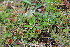  ( - EDNA23-0064959)  @11 [ ] NonCommercial ShareAlike (2023) Markus Ruhsam Royal Botanic Garden Edinburgh