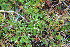  ( - EDNA23-0064959)  @11 [ ] NonCommercial ShareAlike (2023) Markus Ruhsam Royal Botanic Garden Edinburgh