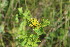  ( - EDNA23-0064966)  @11 [ ] NonCommercial ShareAlike (2023) Markus Ruhsam Royal Botanic Garden Edinburgh