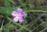  ( - EDNA23-0064968)  @11 [ ] NonCommercial ShareAlike (2023) Markus Ruhsam Royal Botanic Garden Edinburgh