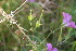  ( - EDNA23-0064968)  @11 [ ] NonCommercial ShareAlike (2023) Markus Ruhsam Royal Botanic Garden Edinburgh