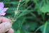  ( - EDNA23-0064968)  @11 [ ] NonCommercial ShareAlike (2023) Markus Ruhsam Royal Botanic Garden Edinburgh