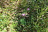  ( - EDNA23-0064968)  @11 [ ] NonCommercial ShareAlike (2023) Markus Ruhsam Royal Botanic Garden Edinburgh
