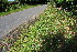  ( - EDNA23-0064968)  @11 [ ] NonCommercial ShareAlike (2023) Markus Ruhsam Royal Botanic Garden Edinburgh