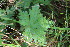  ( - EDNA23-0064968)  @11 [ ] NonCommercial ShareAlike (2023) Markus Ruhsam Royal Botanic Garden Edinburgh