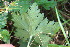  ( - EDNA23-0064968)  @11 [ ] NonCommercial ShareAlike (2023) Markus Ruhsam Royal Botanic Garden Edinburgh