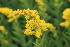  ( - EDNA23-0064973)  @11 [ ] NonCommercial ShareAlike (2023) Markus Ruhsam Royal Botanic Garden Edinburgh
