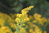  ( - EDNA23-0064973)  @11 [ ] NonCommercial ShareAlike (2023) Markus Ruhsam Royal Botanic Garden Edinburgh