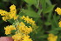  ( - EDNA23-0064973)  @11 [ ] NonCommercial ShareAlike (2023) Markus Ruhsam Royal Botanic Garden Edinburgh