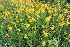  ( - EDNA23-0064973)  @11 [ ] NonCommercial ShareAlike (2023) Markus Ruhsam Royal Botanic Garden Edinburgh
